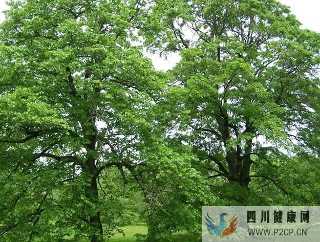椴树花蜜的作用与功效(干细胞的作用与功效)(图1) 椴树花蜜的作用与功效(干细胞的作用与功效)(图1)