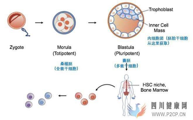 干细胞科普系列之——干细胞分类(干细胞都治什么病)(图1)