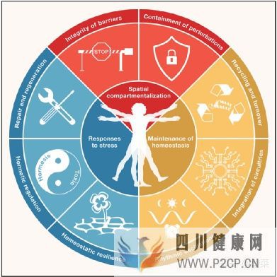 Cell重磅综述健康的三大方面和八大特征(图4) Cell重磅综述健康的三大方面和八大特征(图4)