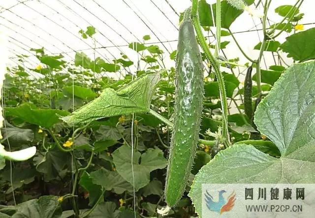 女性如果得了糖尿病那该如何治疗(图1) 女性如果得了糖尿病那该如何治疗(图1)