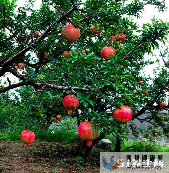 糖尿病不能吃水果吗?当然不是,常吃这种水果,血糖不升反降!(图1) 糖尿病不能吃水果吗?当然不是,常吃这种水果,血糖不升反降!(图1)