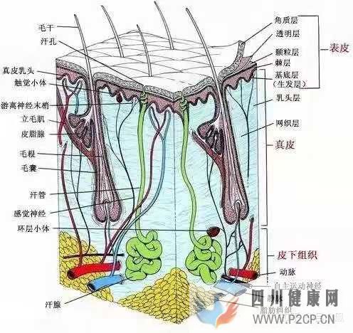 皮肤组织结构表皮层(图1)