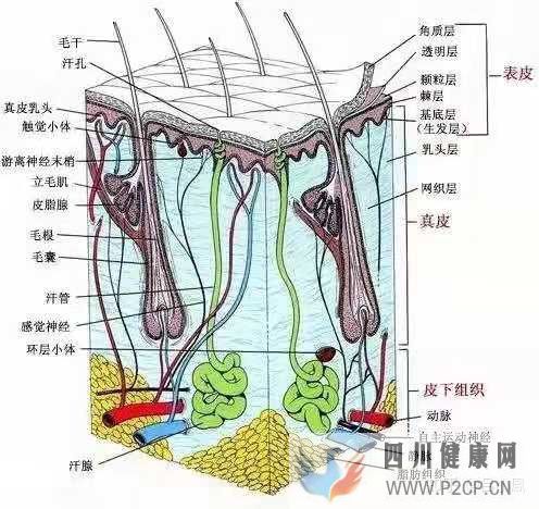 皮肤组织结构表皮层(图2)