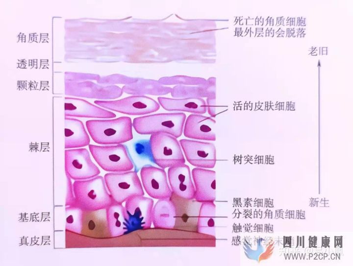皮肤组织结构表皮层(图4) 皮肤组织结构表皮层(图4)
