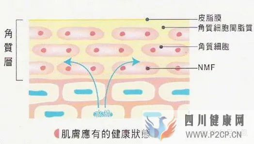 皮肤组织结构表皮层(图8)