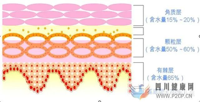 皮肤组织结构表皮层(图6)