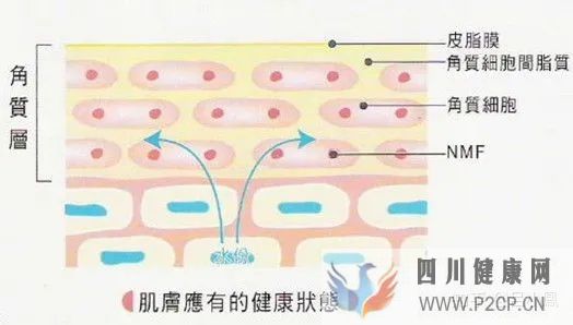 皮肤组织结构表皮层(图7) 皮肤组织结构表皮层(图7)