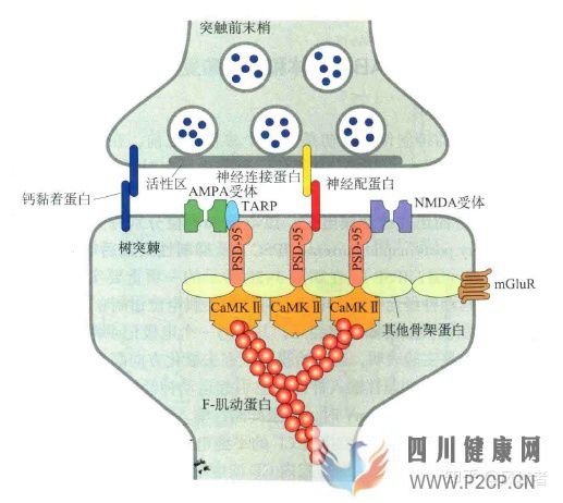 谷氨酸、GABA和甘氨酸能神经及受体(图3) 谷氨酸、GABA和甘氨酸能神经及受体(图3)