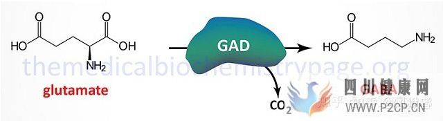 谷氨酸、GABA和甘氨酸能神经及受体(图5)