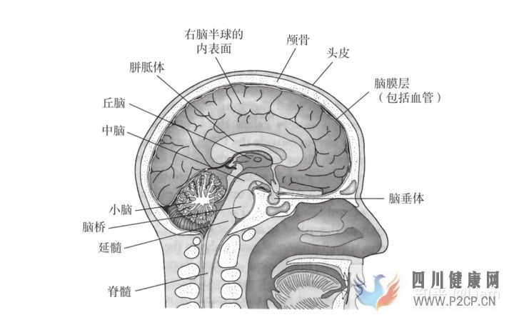 心理学2神经系统和人的行为(图1)