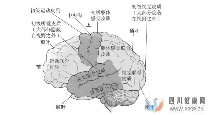 心理学2神经系统和人的行为(图2)
