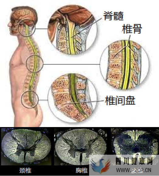整天说“神经大条”,神经大条到底是怎样?(图1) 整天说“神经大条”,神经大条到底是怎样?(图1)