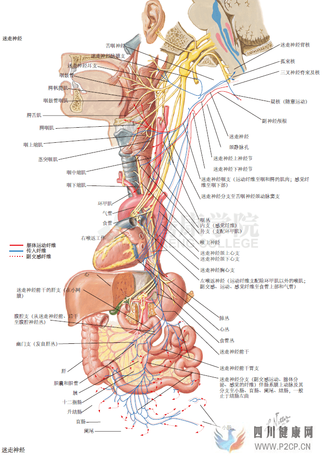 神经解剖学_迷走神经(图1)