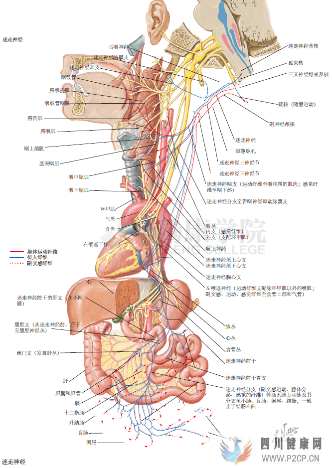 神经解剖学迷走神经(图1)