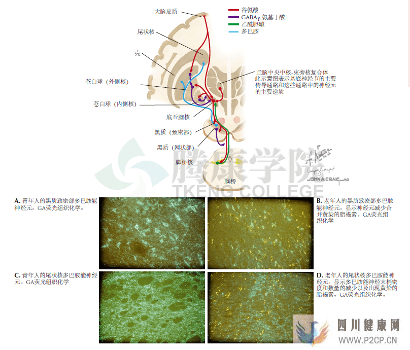 神经解剖学基底神经节环路和神经递质原理图(图1)