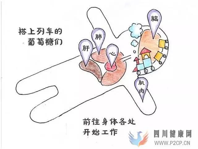 2型糖尿病能治愈吗不吃药不戒糖怎么治疗糖尿病？(图1)