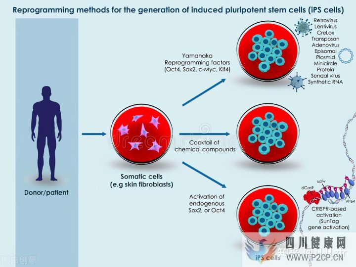 解密黑科技_干细胞到底能不能打_干细胞的副作用和..._知乎_(图9)