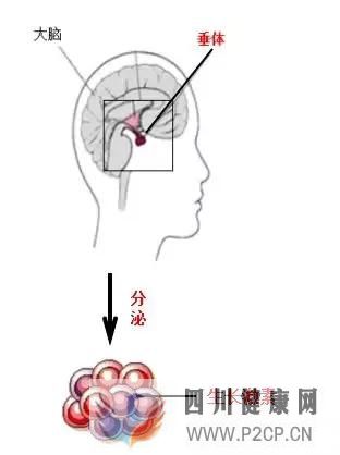 西安正规打生长激素的医院：打生长激素能长高多少？有副作用吗？(图1)