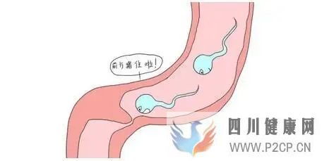 输卵管堵塞常见原因？(图1)