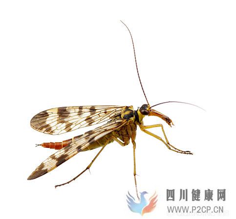 招蚊子的人血糖可能会偏高,是这样吗?与血糖高低的关系有多大?(图1) 招蚊子的人血糖可能会偏高,是这样吗?与血糖高低的关系有多大?(图1)