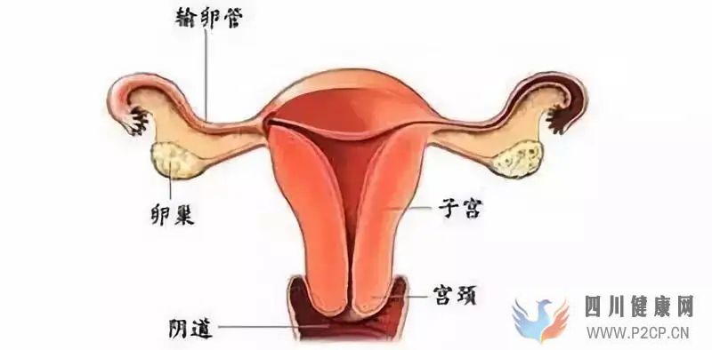 输卵管性不孕方面的预防(图1)