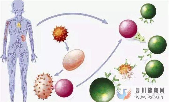 细扒_打干细胞多长时间见效、打干细胞得多久打一次__知乎_(图9)