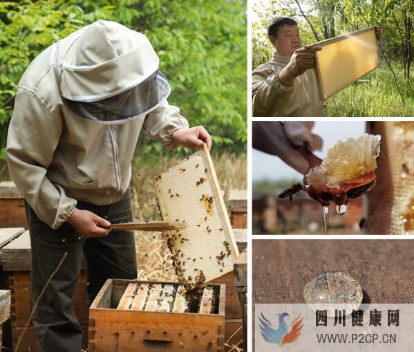 吃蜂胶的好处和坏处吃蜂胶软胶囊的好处与禁忌(图1) 吃蜂胶的好处和坏处吃蜂胶软胶囊的好处与禁忌(图1)