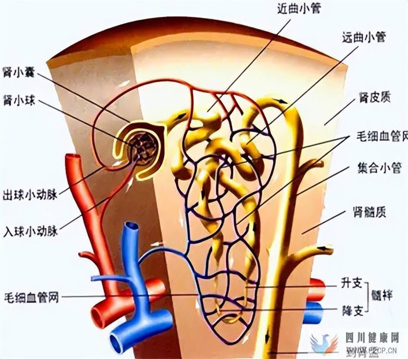 惋惜！又一个糖尿病肾病重症案例，治疗它最有效的手段是什么？(图2)