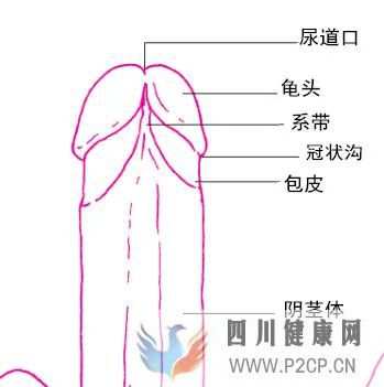 男生阴茎的五个小秘密(图4)