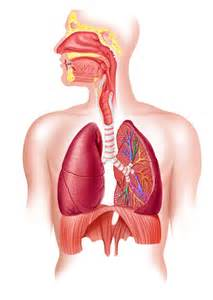 如何优雅地呼吸一篇文章讲清楚呼吸和体态(图1)