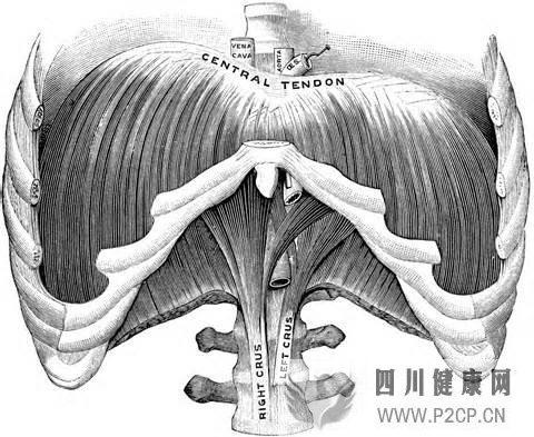 如何优雅地呼吸一篇文章讲清楚呼吸和体态(图5) 如何优雅地呼吸一篇文章讲清楚呼吸和体态(图5)