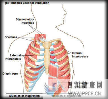 如何优雅地呼吸一篇文章讲清楚呼吸和体态(图3)