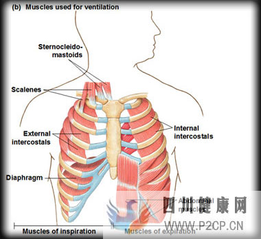 如何优雅地呼吸一篇文章讲清楚呼吸和体态(图4) 如何优雅地呼吸一篇文章讲清楚呼吸和体态(图4)