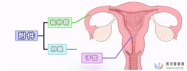 附件炎与不孕不育有什么关系?(图1) 附件炎与不孕不育有什么关系?(图1)