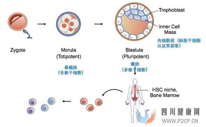 干细胞科普系列之——干细胞分类(图1)
