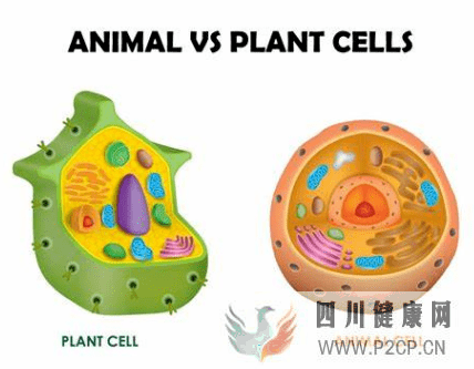 谈谈植物干细胞和动物干细胞的异同，以及有何用(图2)