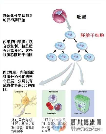 一针60万“胚胎干细胞针”妄想长生不老(图7)