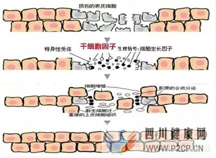 60万一针的胚胎干细胞,真的可以年轻30岁吗(图10) 60万一针的胚胎干细胞,真的可以年轻30岁吗(图10)