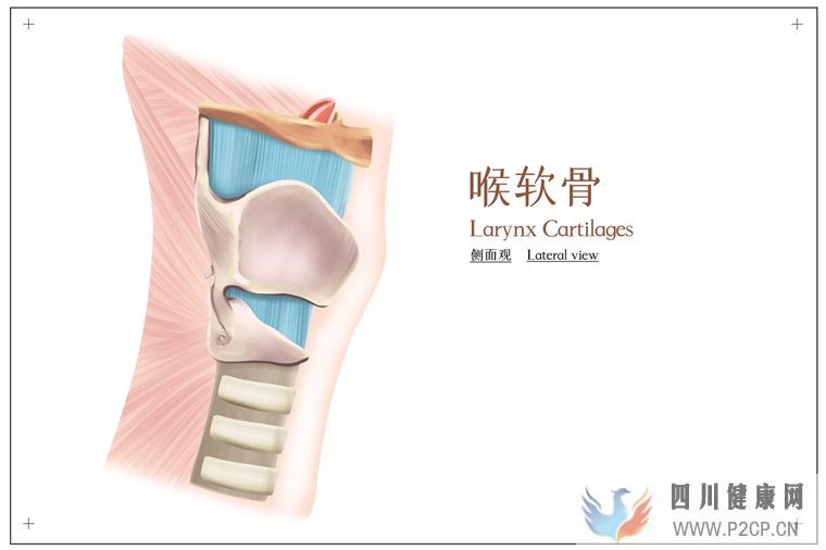 科学家开发出可注射的干细胞组件,帮助软骨再生(图1) 科学家开发出可注射的干细胞组件,帮助软骨再生(图1)
