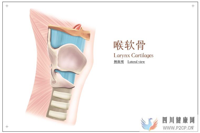 科学家开发出可注射的干细胞组件，帮助软骨再生(图1)