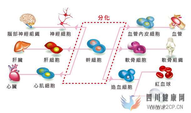 糖尿病治疗最新成果：干细胞移植疗法让患者或将免去胰岛素注射(图1)