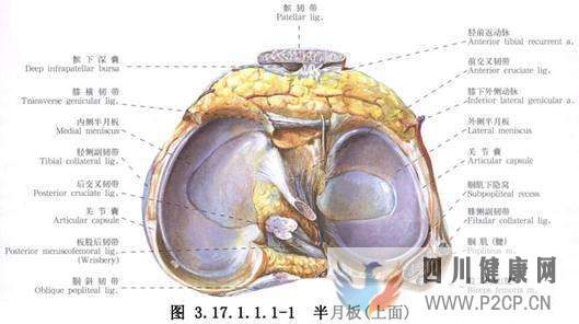 半月板损伤是怎么回事半月板损伤是怎么引起的半月板损伤的原因(图1)