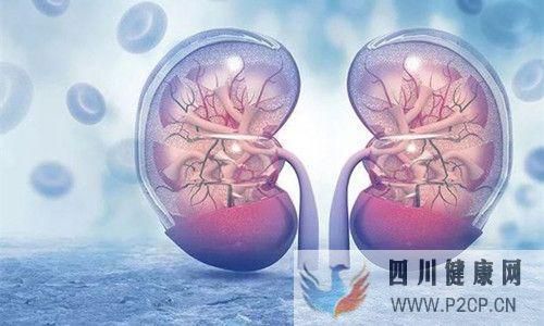 前沿科技：羊水干细胞对肾脏的作用大(图2)