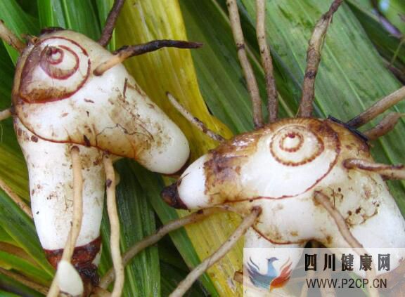 小白芨蜂蜜一起吃的功效和作用白芨加蜂蜜功效(图1) 小白芨蜂蜜一起吃的功效和作用白芨加蜂蜜功效(图1)