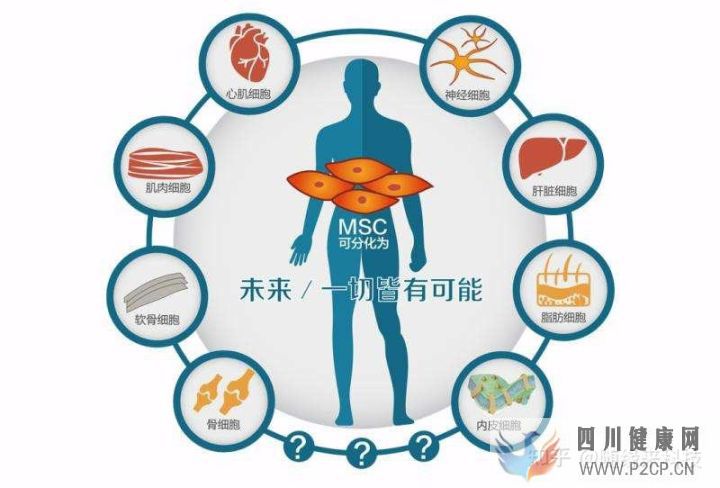 干细胞的八大作用奥克生物干细胞(图6) 干细胞的八大作用奥克生物干细胞(图6)