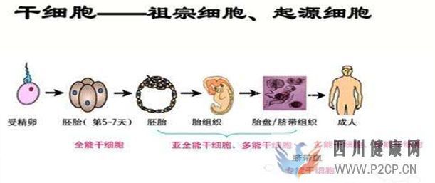 什么是干细胞_干细胞治疗有什么用__知乎_(图1)