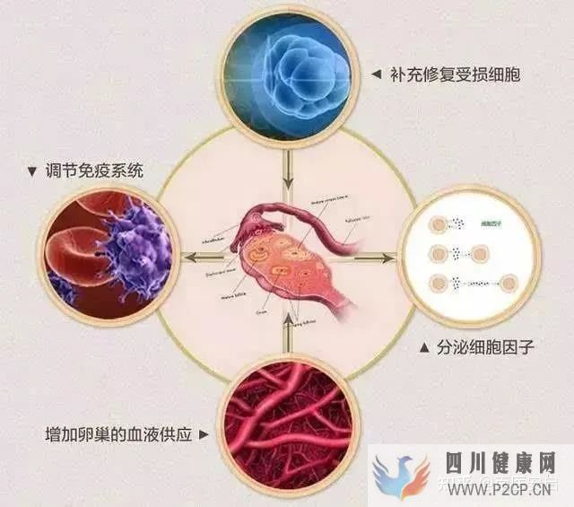 干细胞的作用和功效干细胞是如何帮助人们抗衰老(图6)