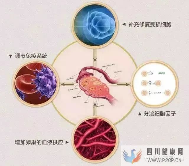 干细胞的作用和功效干细胞是如何帮助人们抗衰老(图6) 干细胞的作用和功效干细胞是如何帮助人们抗衰老(图6)