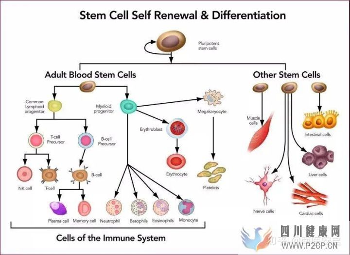 干细胞的作用和功效干细胞是如何帮助人们抗衰老(图3)