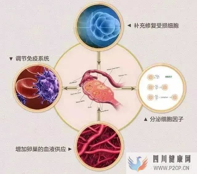 干细胞的作用和功效干细胞是如何帮助人们抗衰老(图5) 干细胞的作用和功效干细胞是如何帮助人们抗衰老(图5)